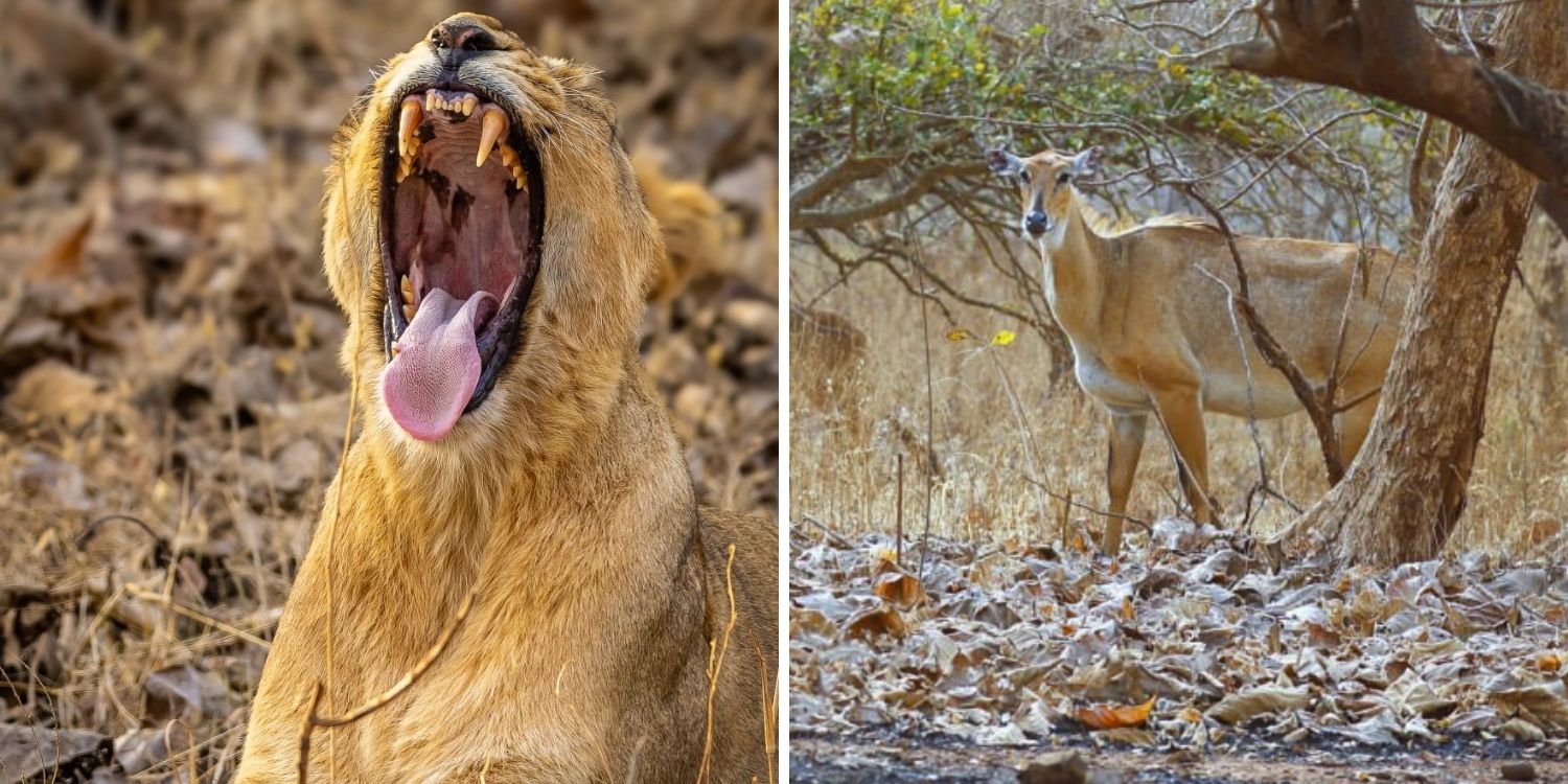 Best Time Visitt Gir National Park