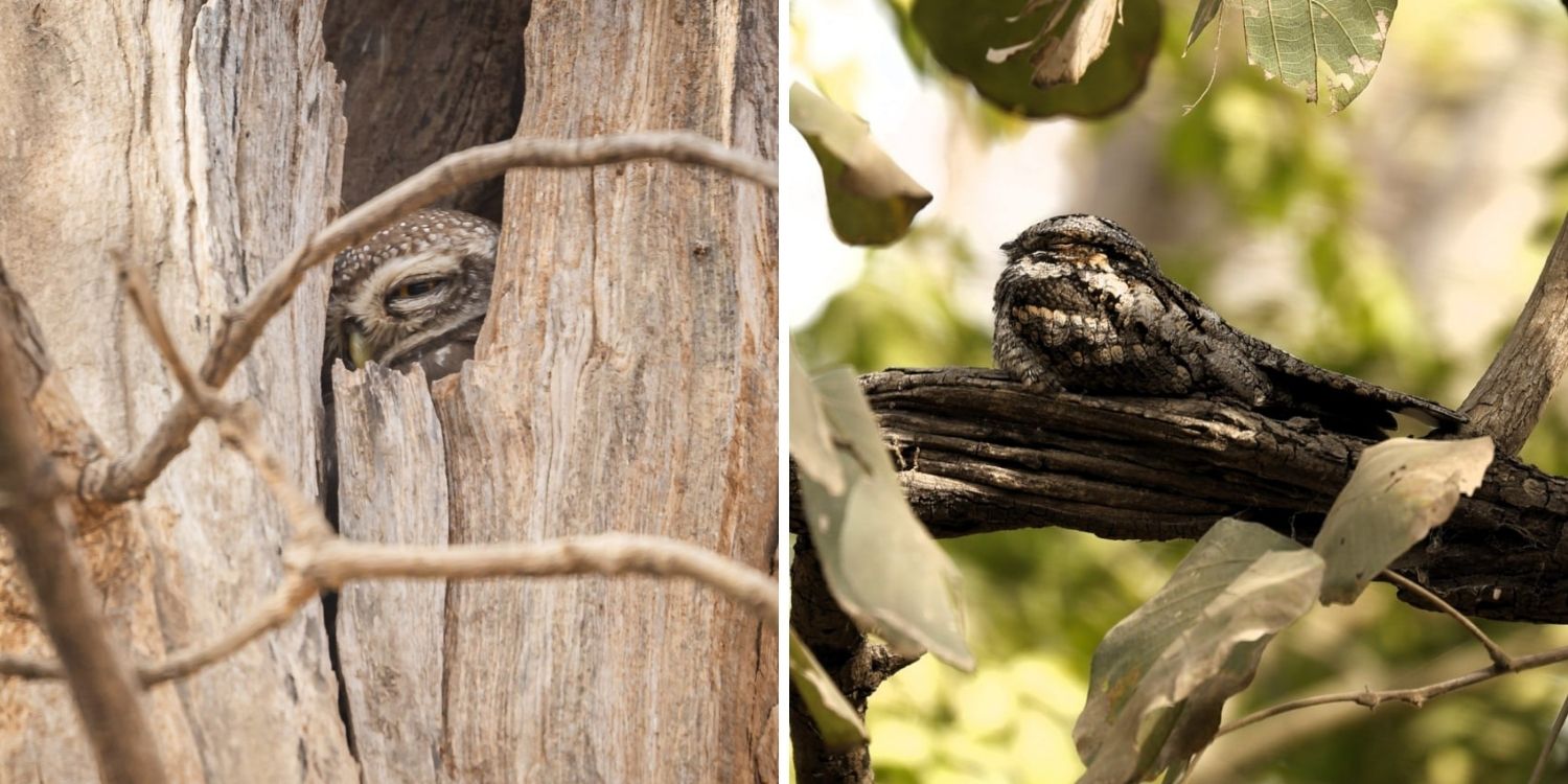 Birding In Gir National Park