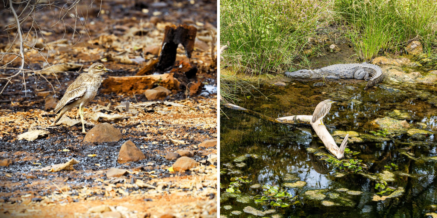 Gir National Park Best Time Visit