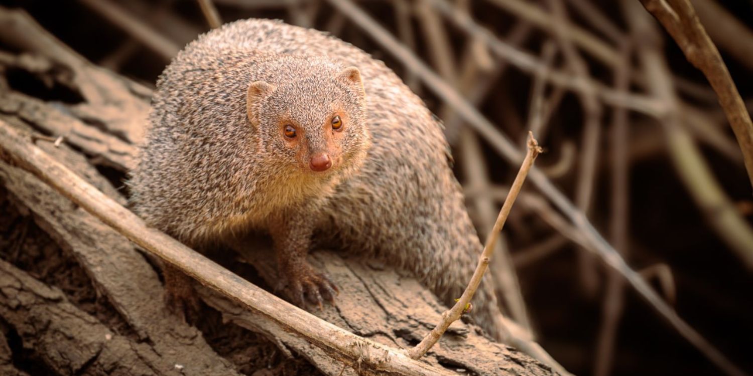 Grey Mongoose