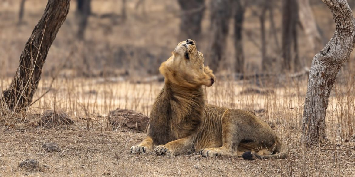 Gir Forest Safari