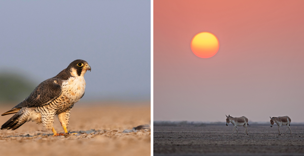 Little Rann of Kutch