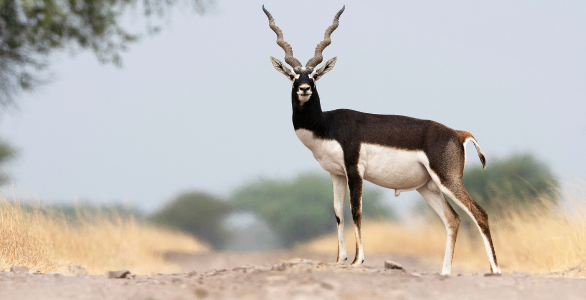 Velavadar National Park