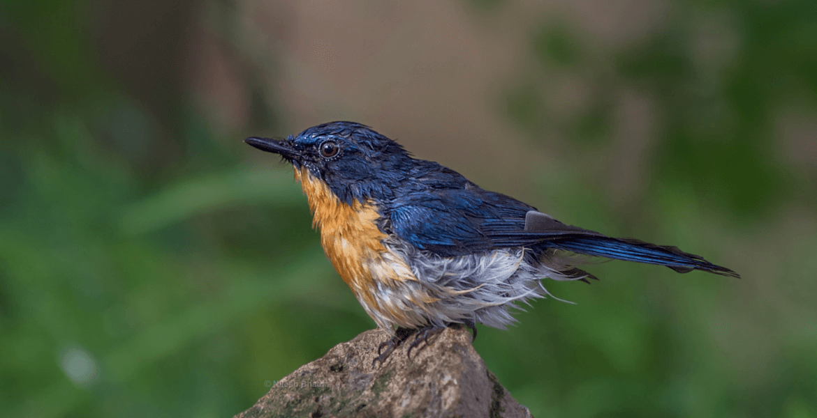 birding_in_gir_national_park