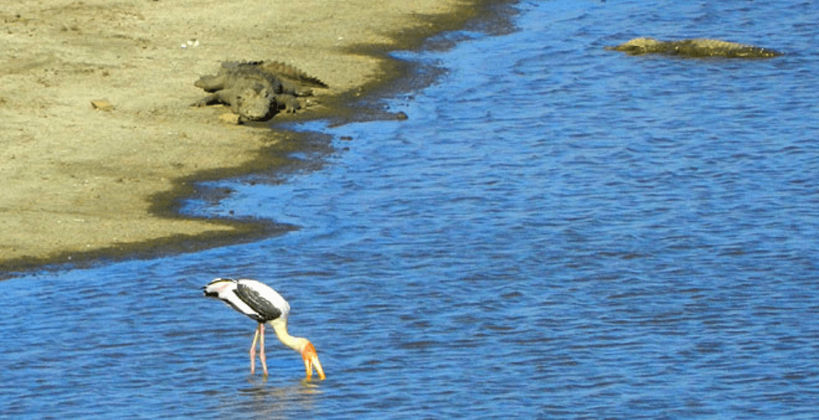 birding_tour_gir_national_park