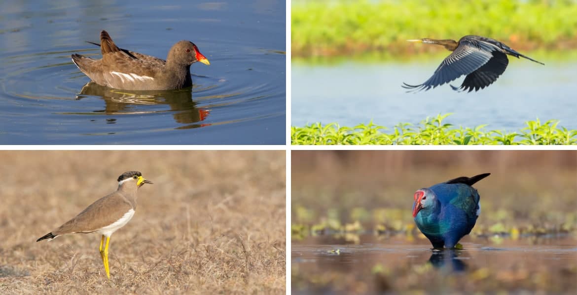 birds_of_sasan_gir