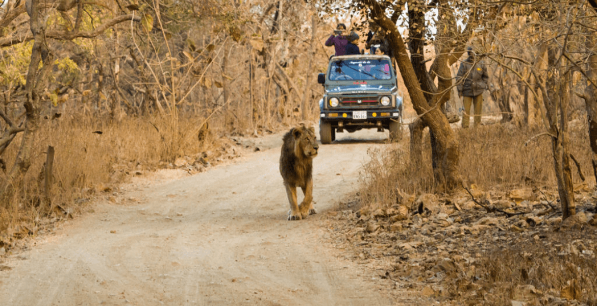 enjoy_the_exciting_jungle_safari