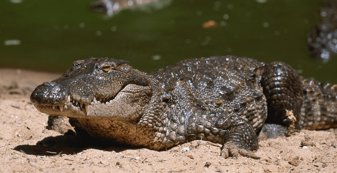 explore_the_crocodile_breeding_center