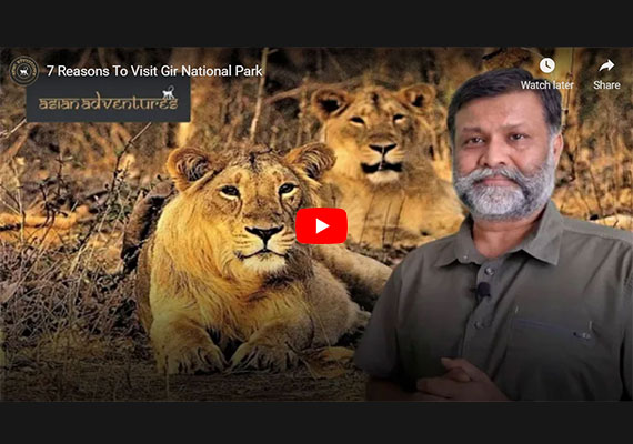 Gir National Park Video