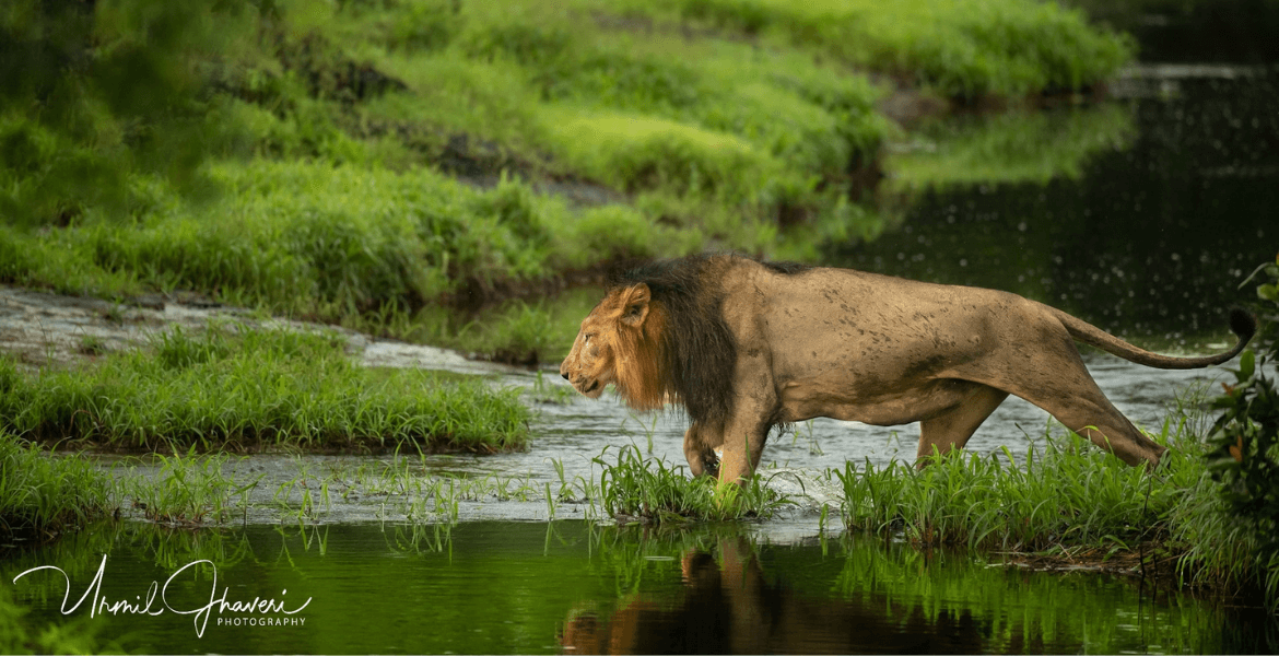 gir_wildlife_sanctuary