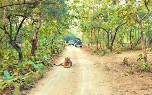 Asiatic Lion Safari