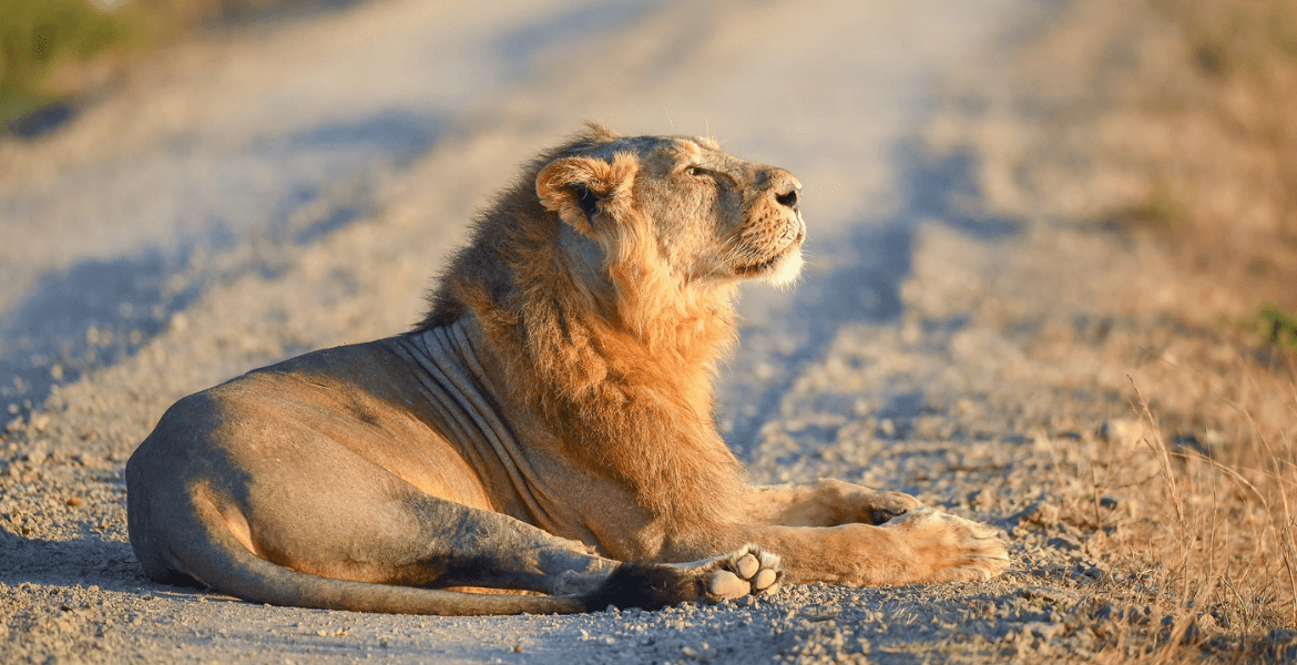 wildlife_tours_in_gir_national_park