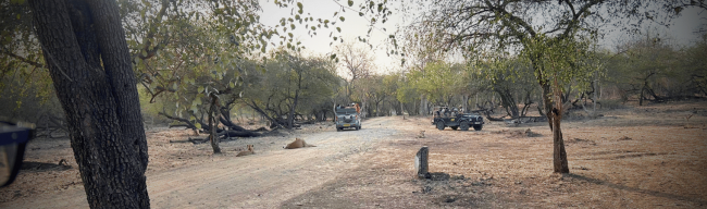 Gir National Park