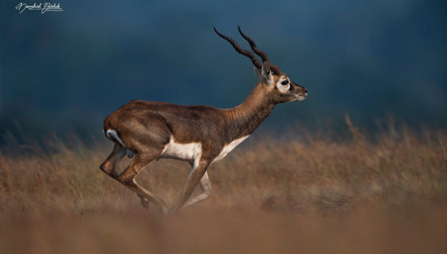 Blackbuck