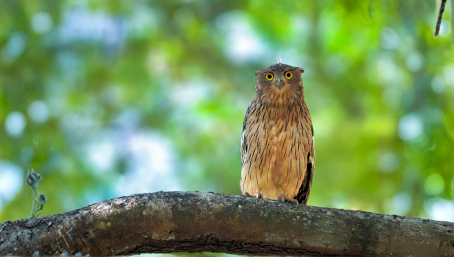 Brown-fish Owl