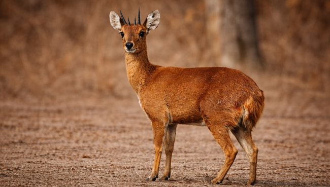 Four-horned antelope