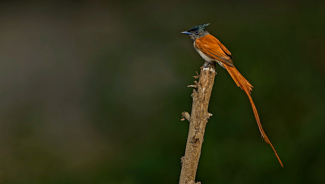 Indian Paradise Flycatcher