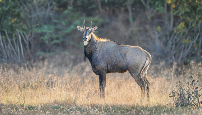 Nilgai