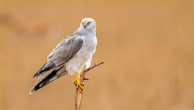 Pallid Harrier