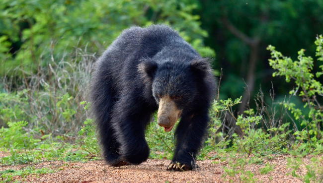 Sloth Bear