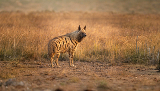 Stripe Hyena