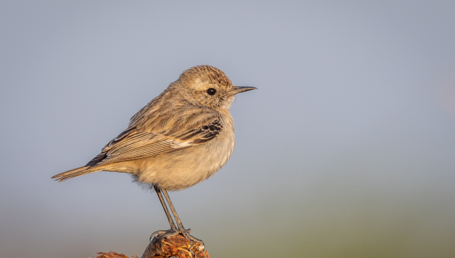 White-browed bush chat