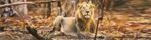 Gir National Park