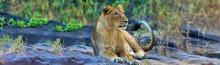 gir_national_park